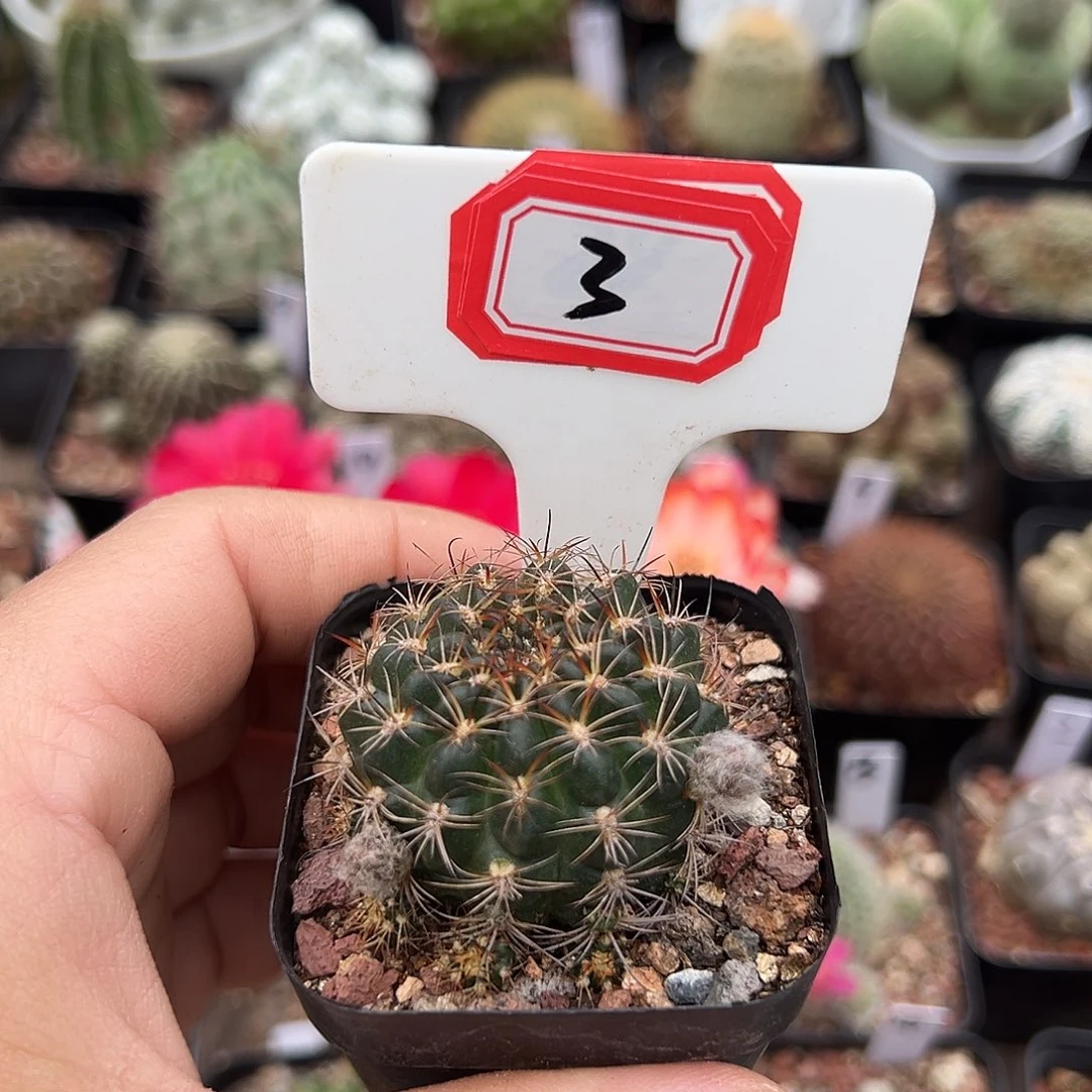 钮***贵3往事多肉园仙人球开花