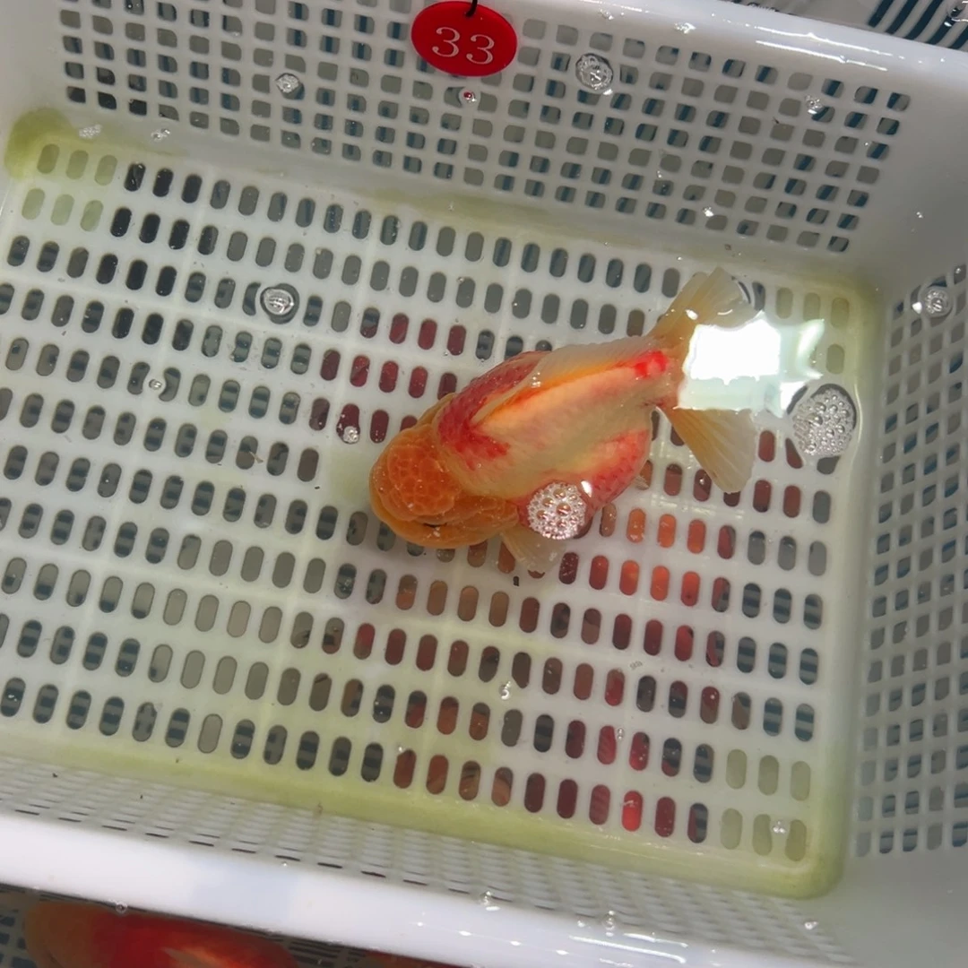 *****金鱼你好点了吗我想你