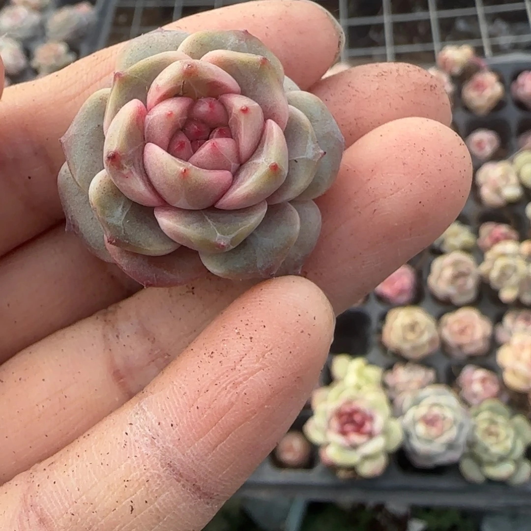 多肉小卡拉米糖心一物一拍