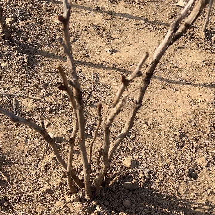 江***司完全开放花王多枝条