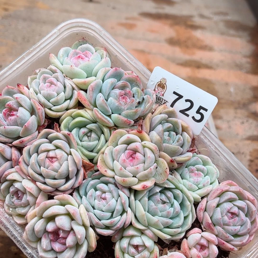 多肉植物多肉植物