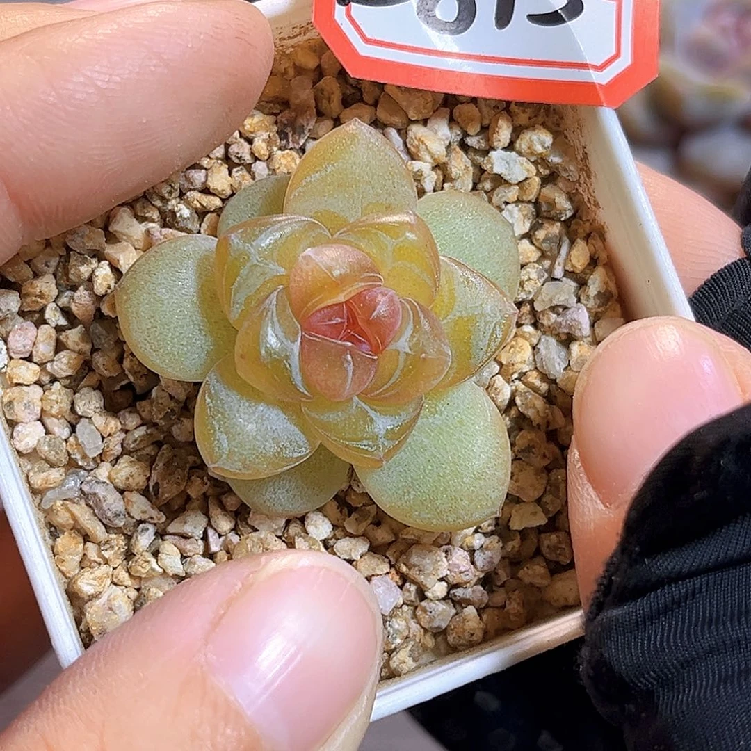 E815一物一拍 绣娘