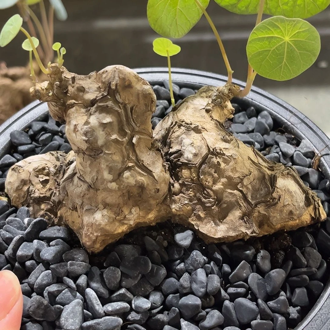 潮流植物一叶龟动物形