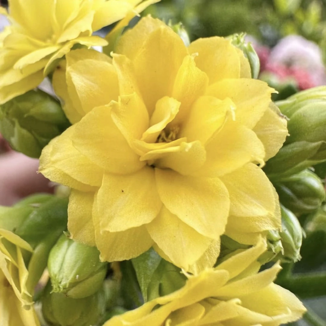 （林德赛）120盆稀有长寿 一代种苗基地直发