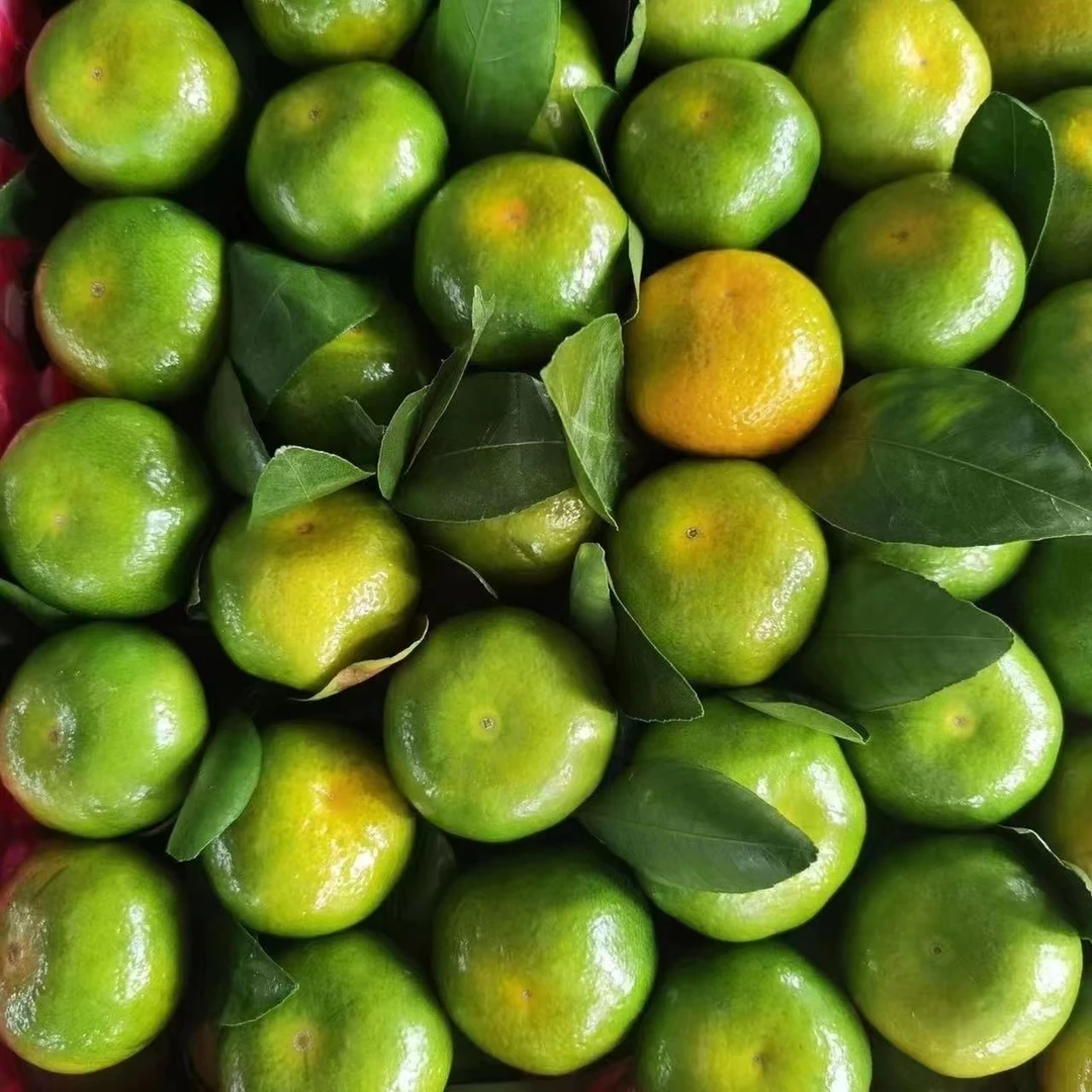 云南蜜橘现摘早熟青皮无籽蜜桔新鲜水果当季水果孕妇适用酸甜蜜桔