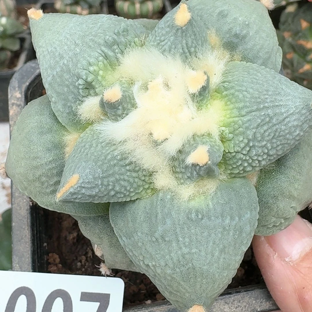 【闪购商品】苗接白肌怒涛007