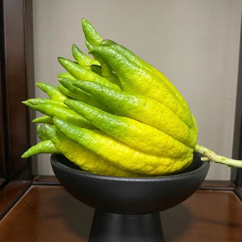精选佛手柑基地新鲜现摘高端花材可观赏有清香