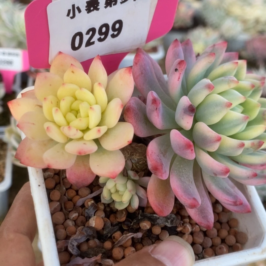 299蓝苹果锦锦锦锦锦