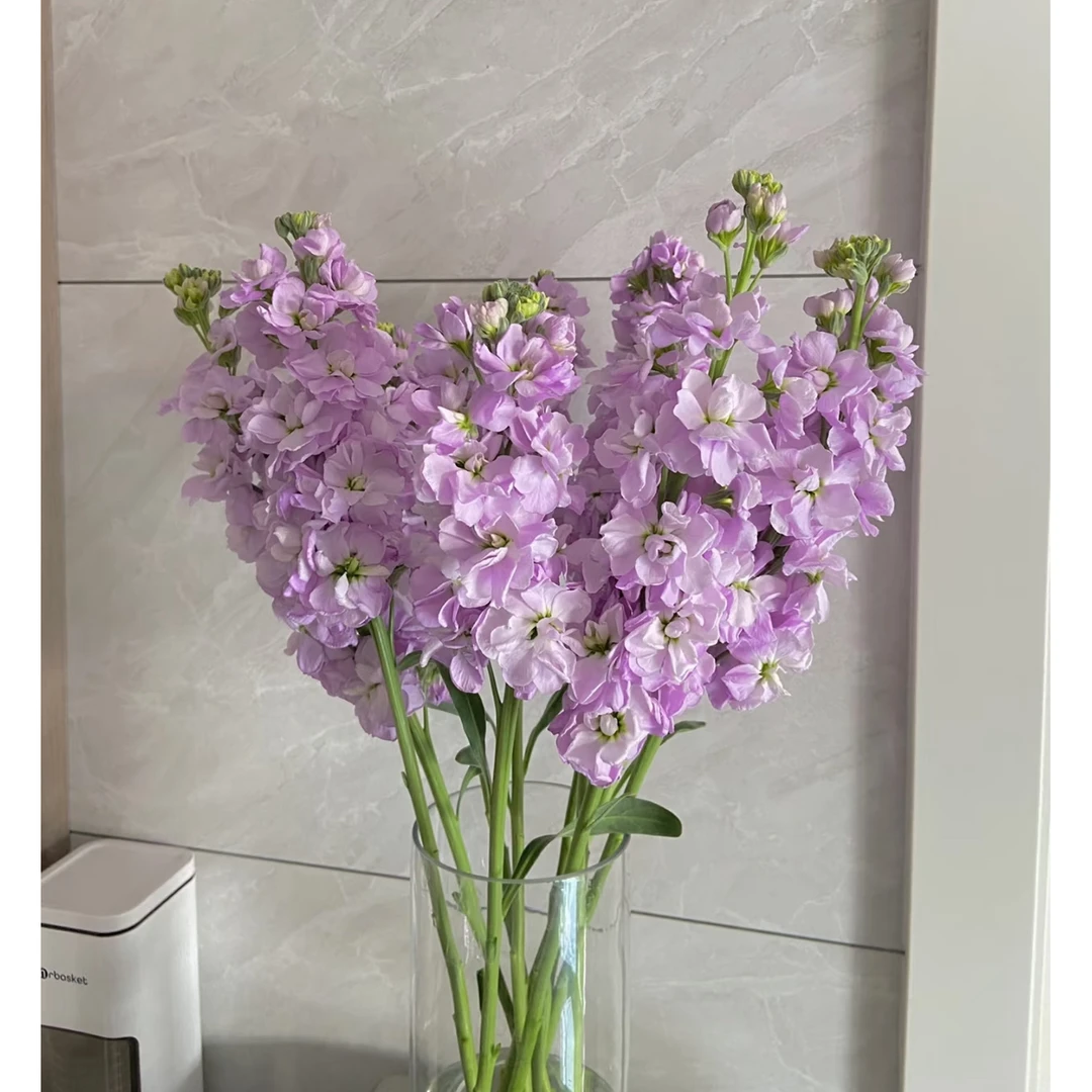 【紫色紫罗兰5枝】今天拍明天到全场任意两单包邮到家