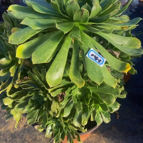 绿法师朵朵多肉植物141多肉