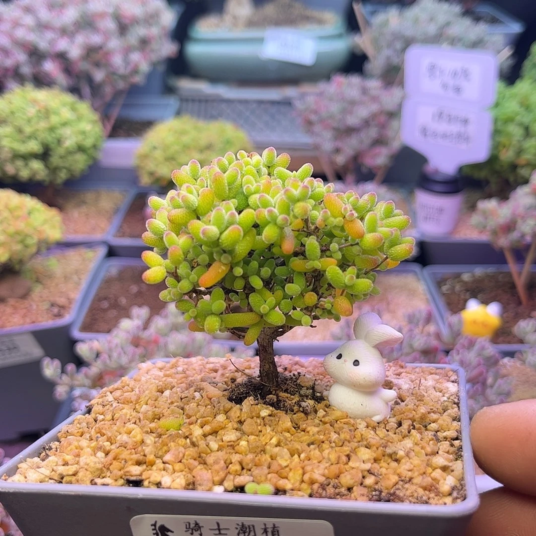 551金桔糖球枝干番杏