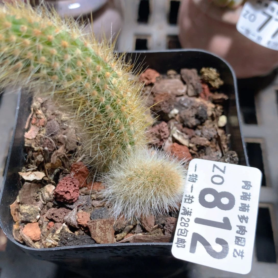 5CM拇指盆精控多肉ZO812