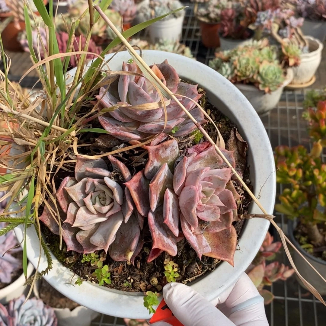 232露西娜一物一拍