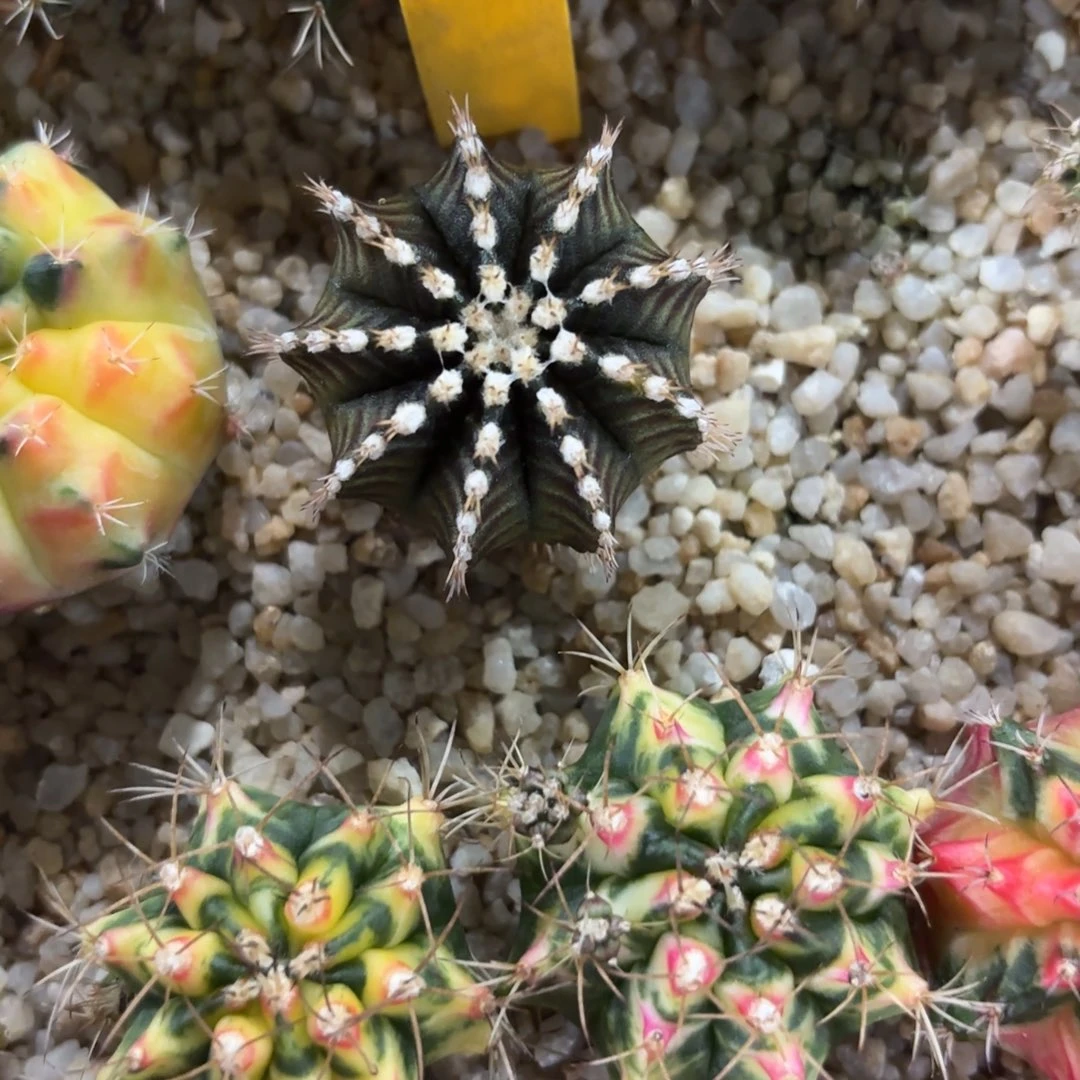 303-1126泰国发货多肉