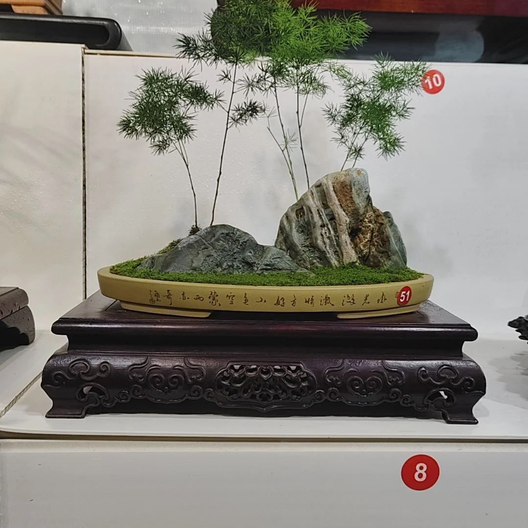 霸***、无花朵盆景,蓬莱松,九龙壁