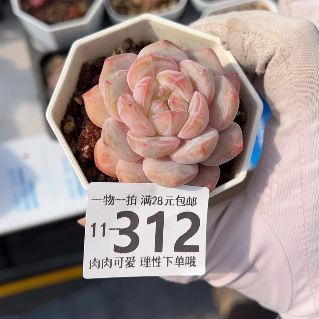 W****雪影多肉多肉多肉多肉