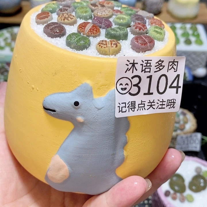精美盆栽 一物一拍 3104