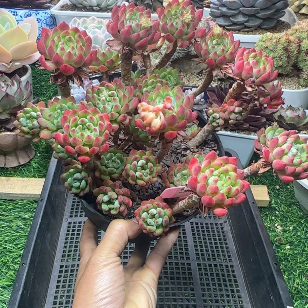 锦安精品多肉植物213