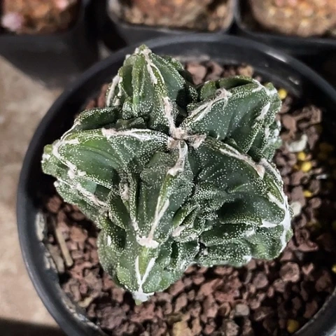 实生大V核桃福利