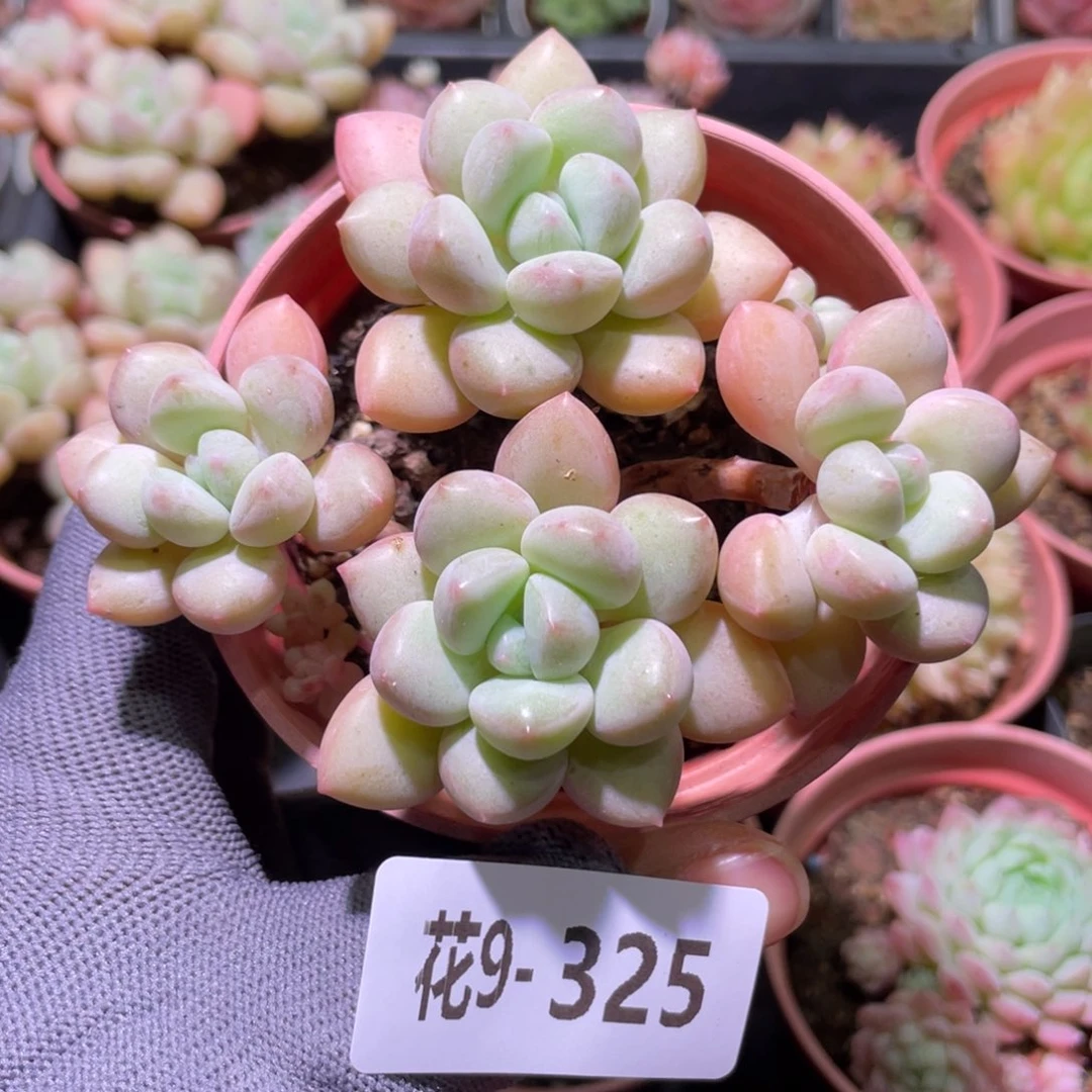 花利美9-325泡泡糖