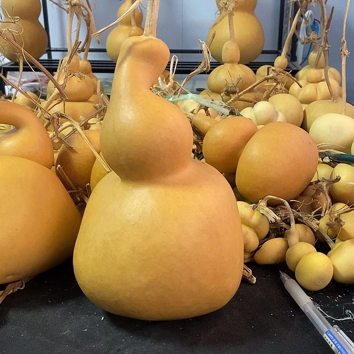 枯***春葫芦的颜色是蓝色的