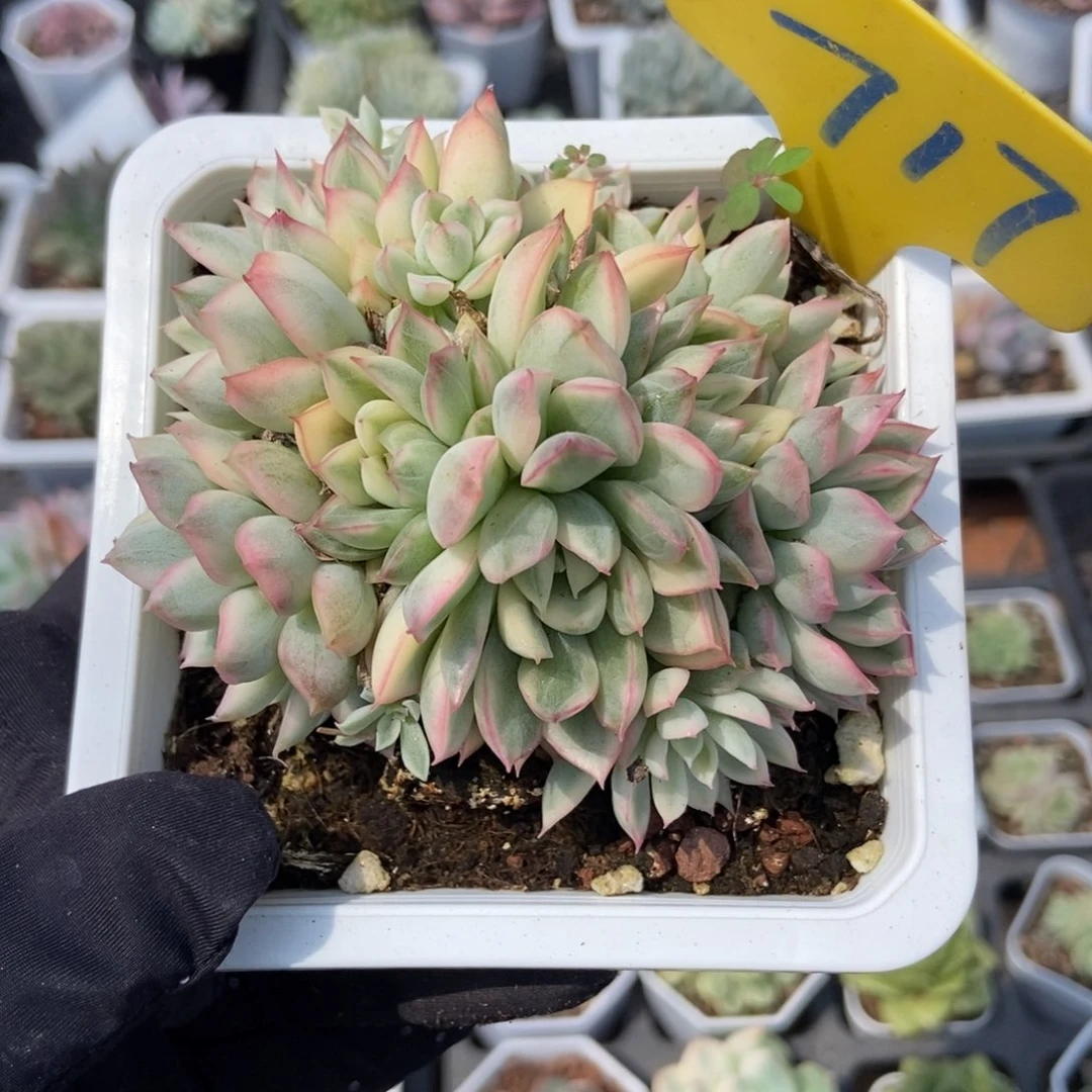 717女雏锦多肉植物保护