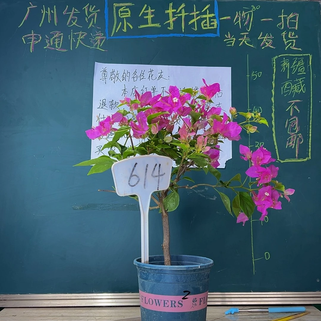 当前无花栽培后可以开花 漳红樱  614