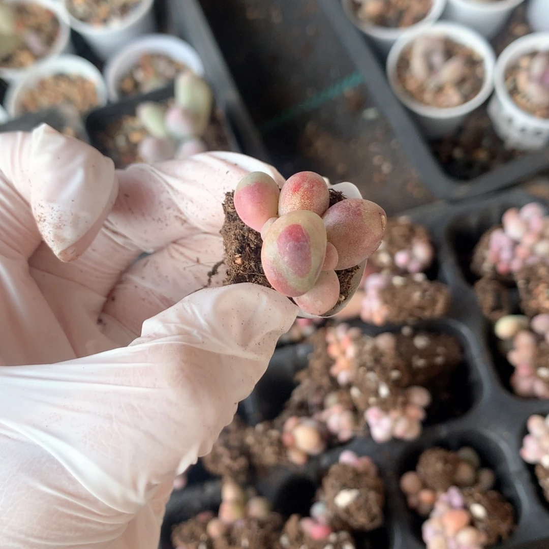 450 糖果奶酪色块锦0