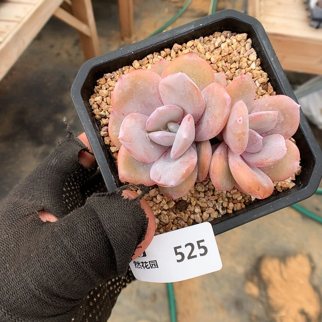 525奶茶多肉植物666