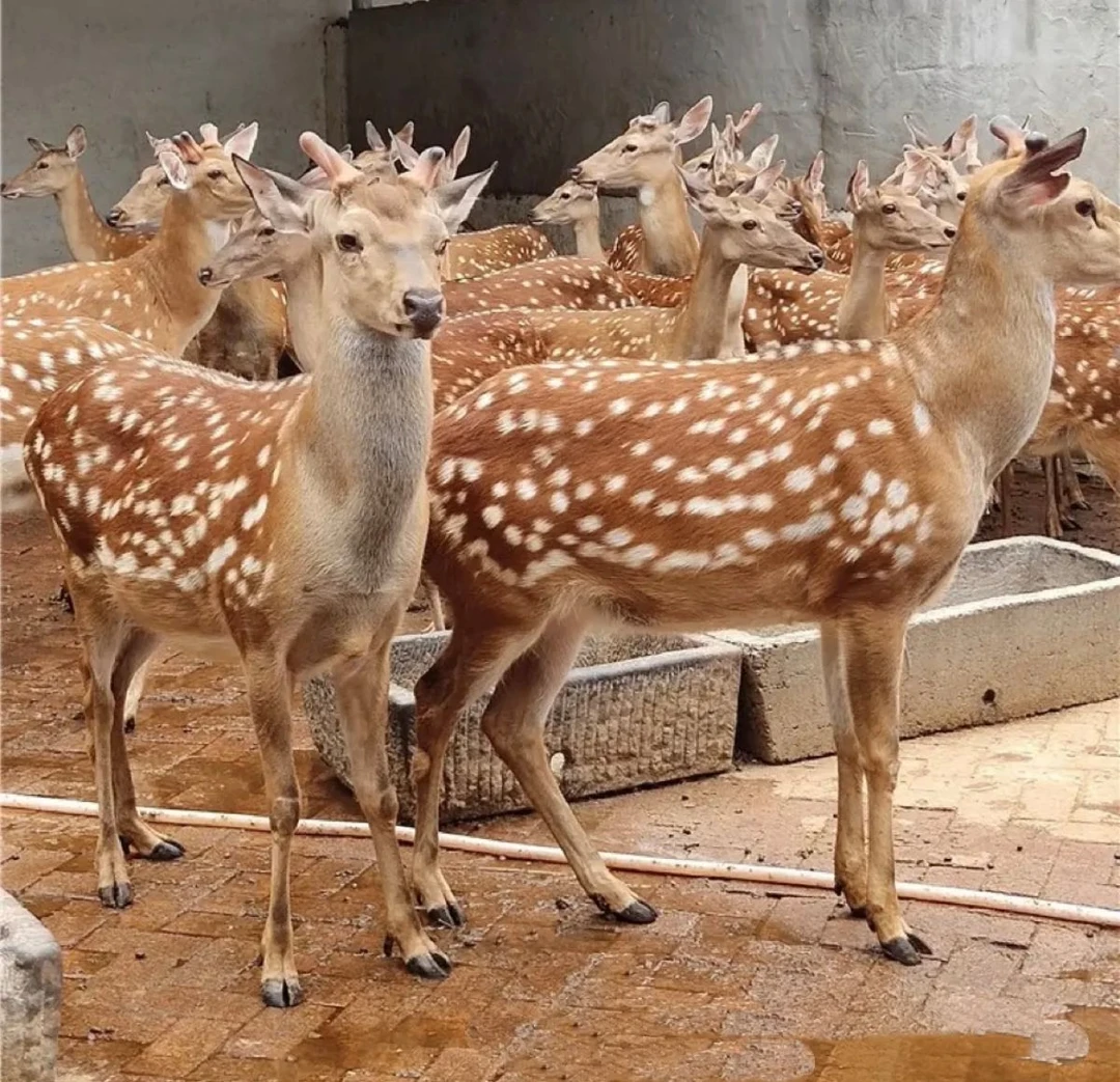 东北头茬新鲜鹿茸当季纯正保鲜鹿场产地直发