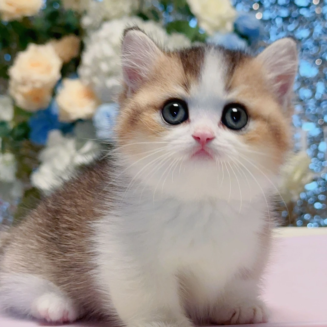 虎弟——金白曼基康矮脚弟弟宠物猫咪活体全款链接