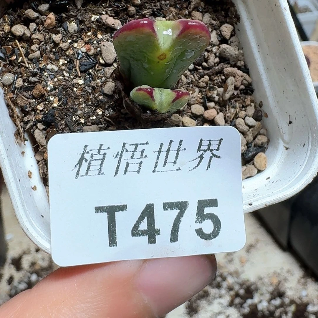 475号多肉植物哇c g