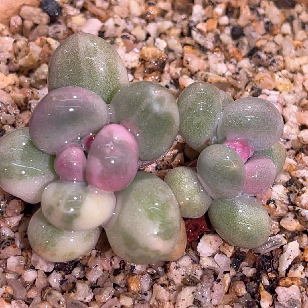 多肉特价优选奶酪锦