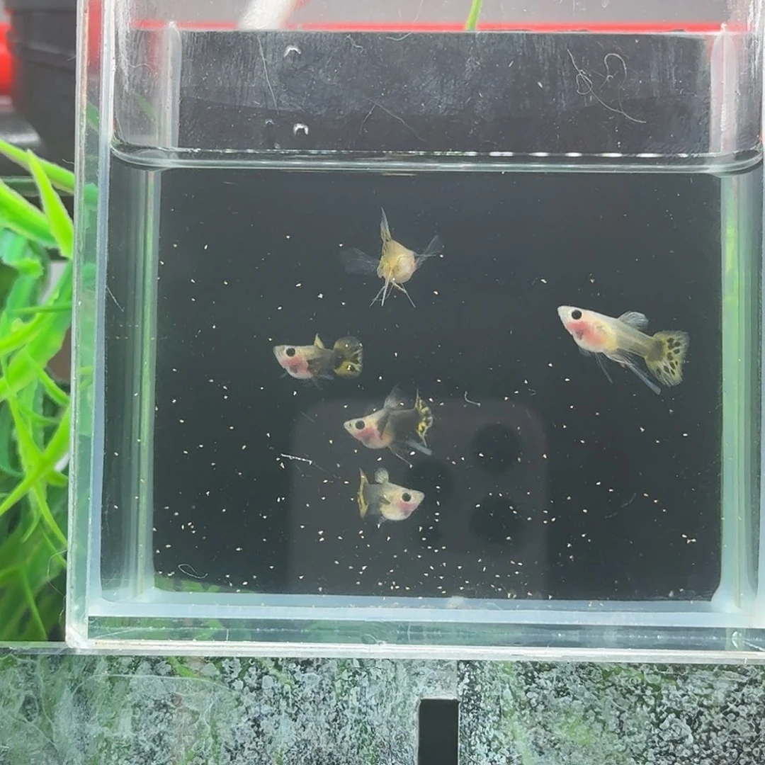 孔雀鱼小蜜蜂玻璃短球c压成2对