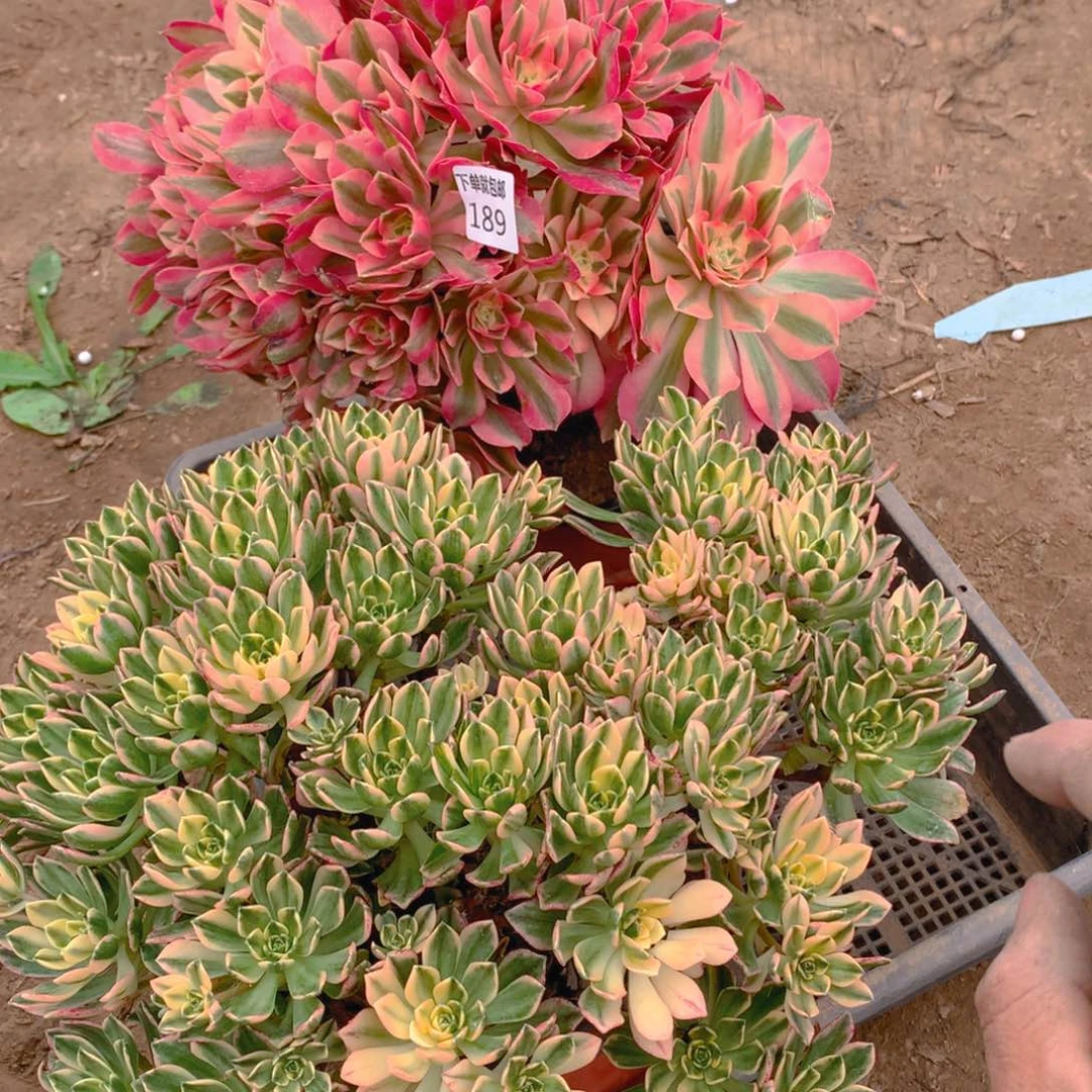 189法师组合老桩多肉植物