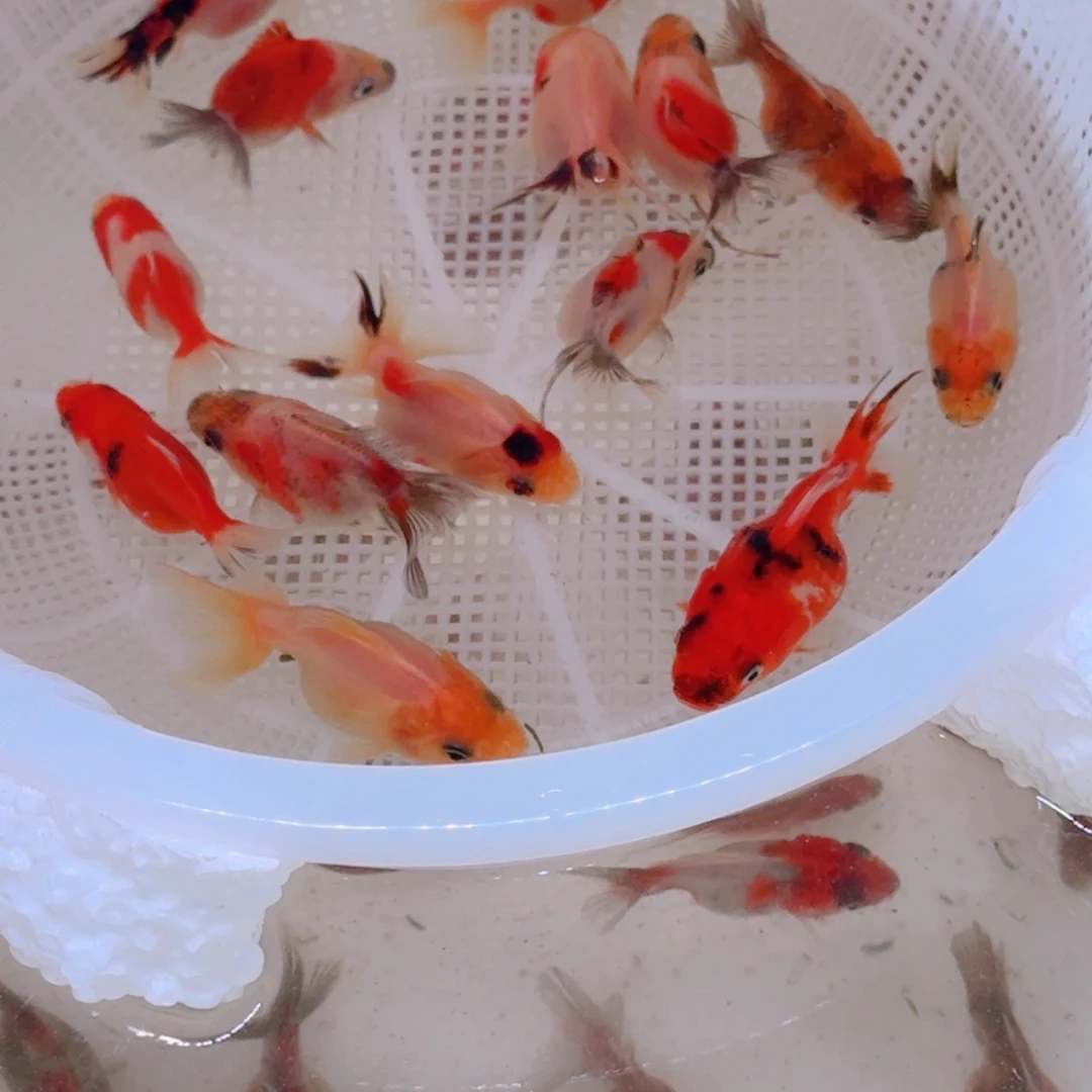 斑马鱼想的美258包邮