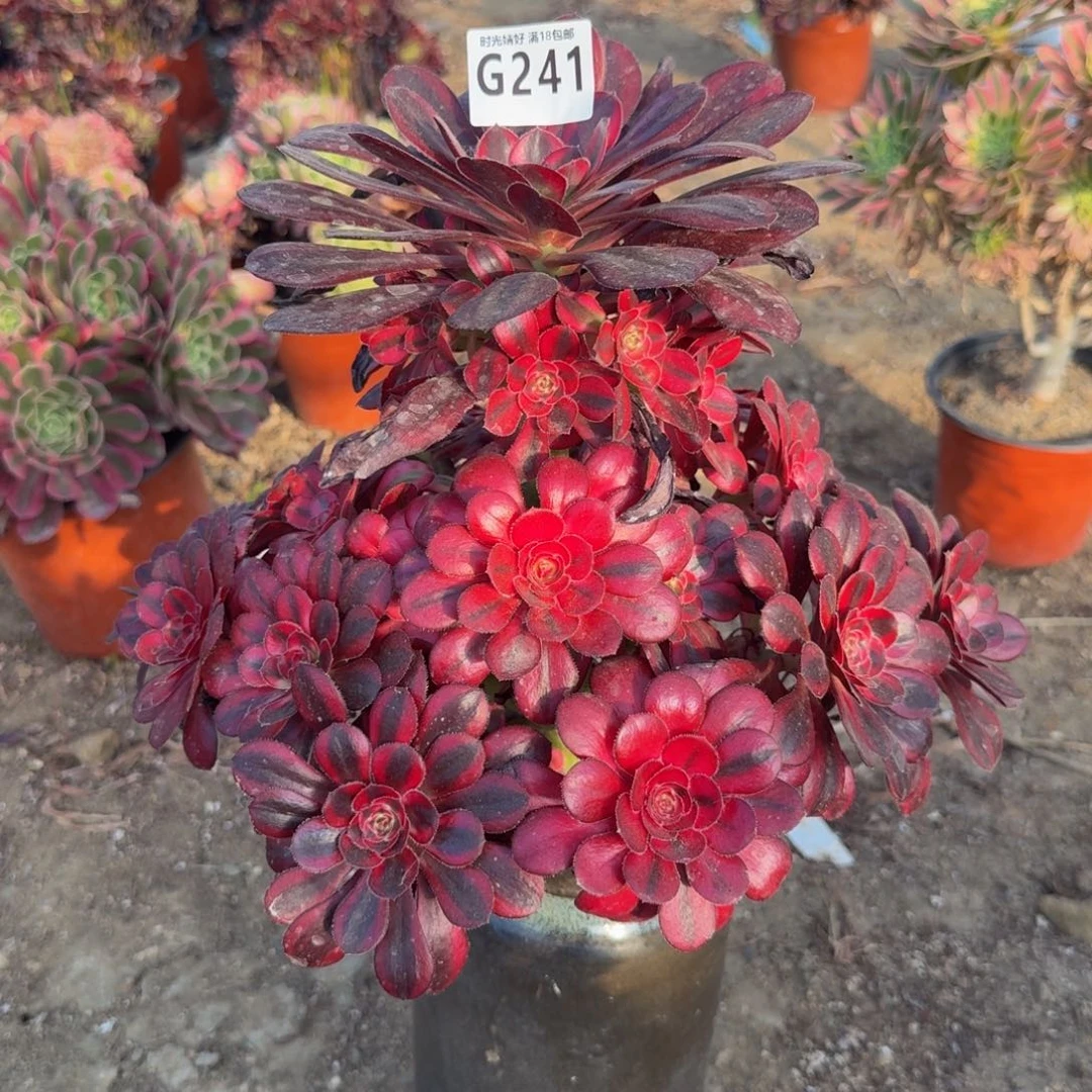 241香奈儿。多肉植物