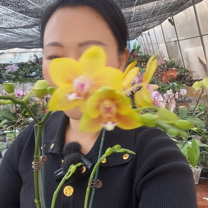 无花朵比自豪蝴蝶兰