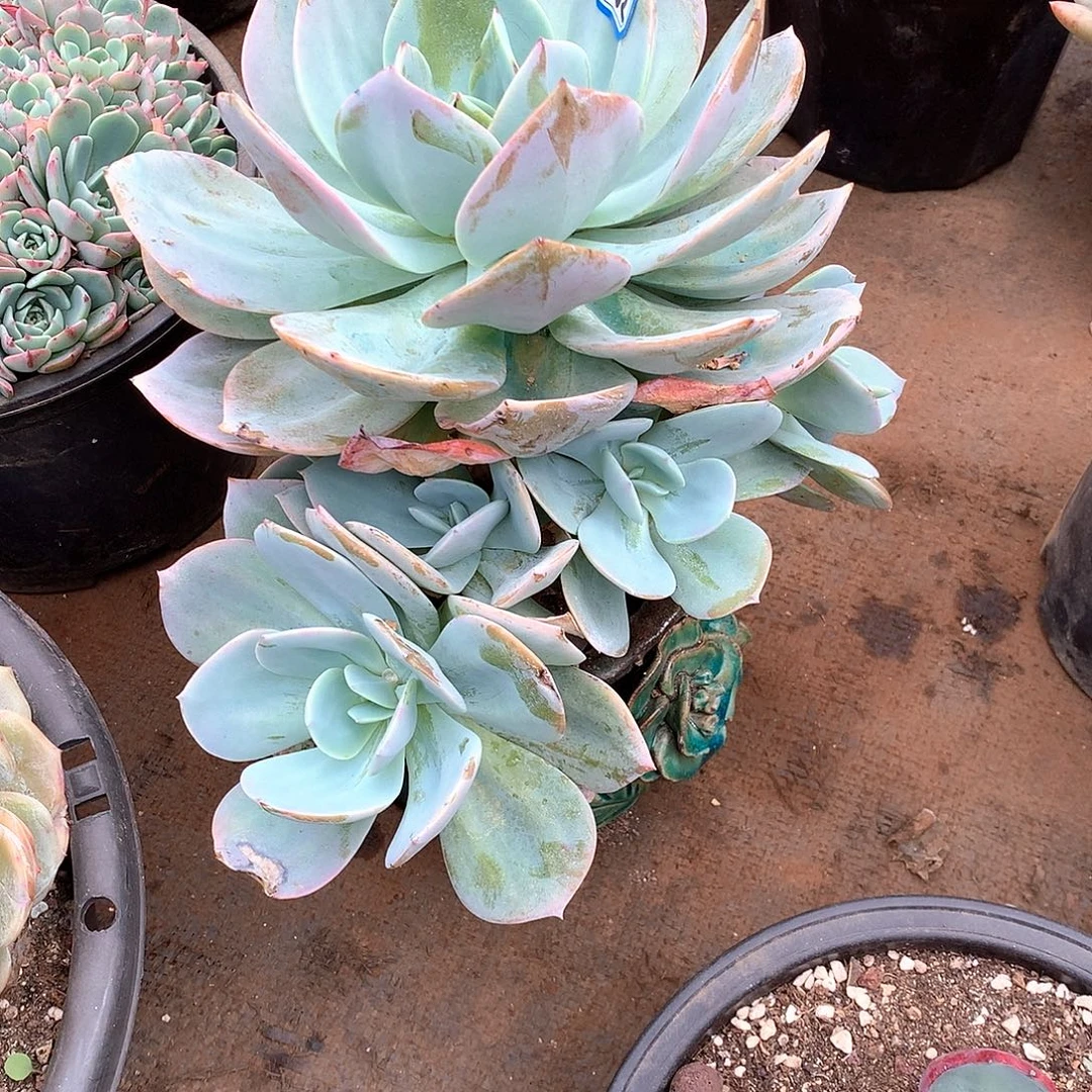 602凤一物一拍多肉