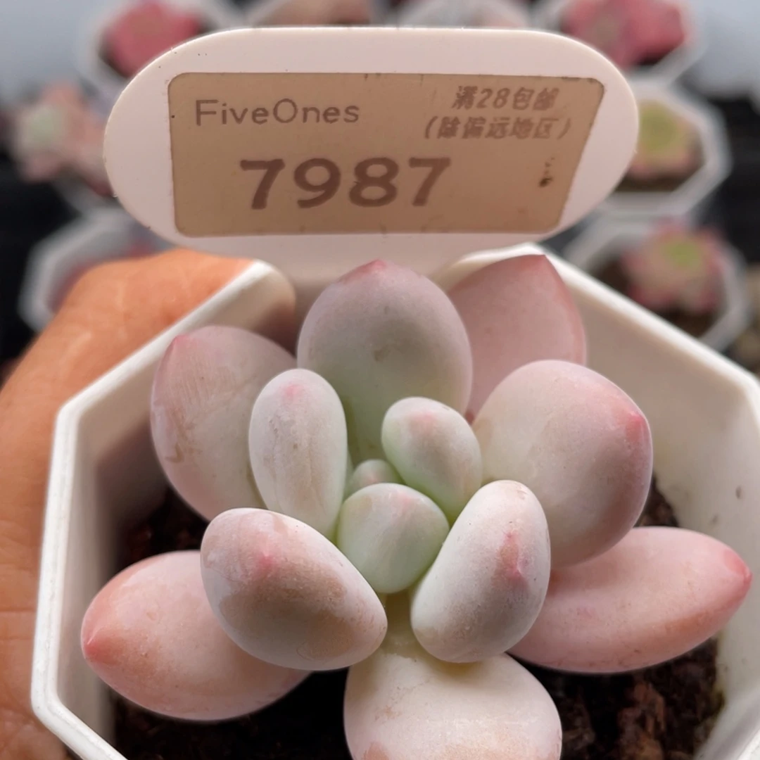 香水7987-5.5厘米