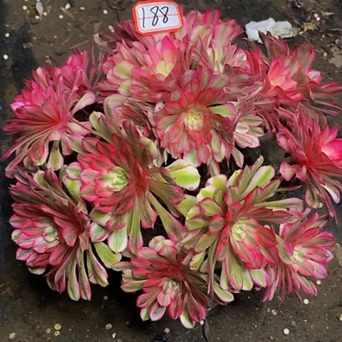 妮**8粉铜老桩绣球法师188