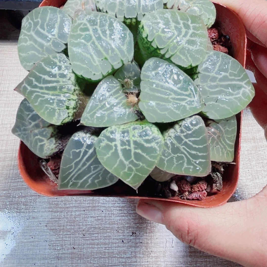 水晶康平多肉植物6666