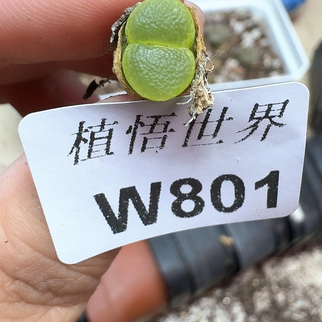 多肉植物的润泽额c