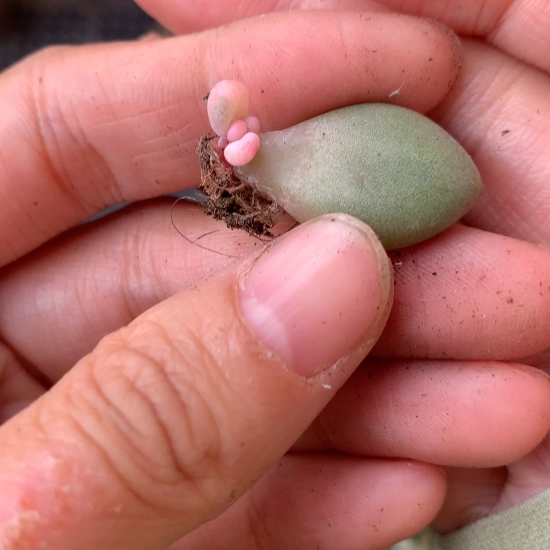 奶酪锦还好哈哈哈