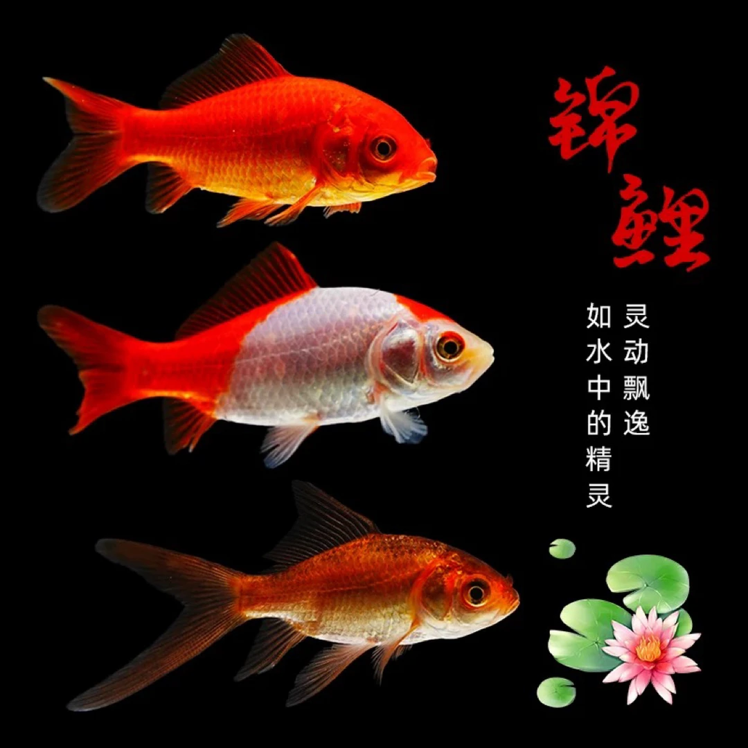【加量版】39条火焰红金鱼 好养耐活 冷链包邮3-6 随机搭配
