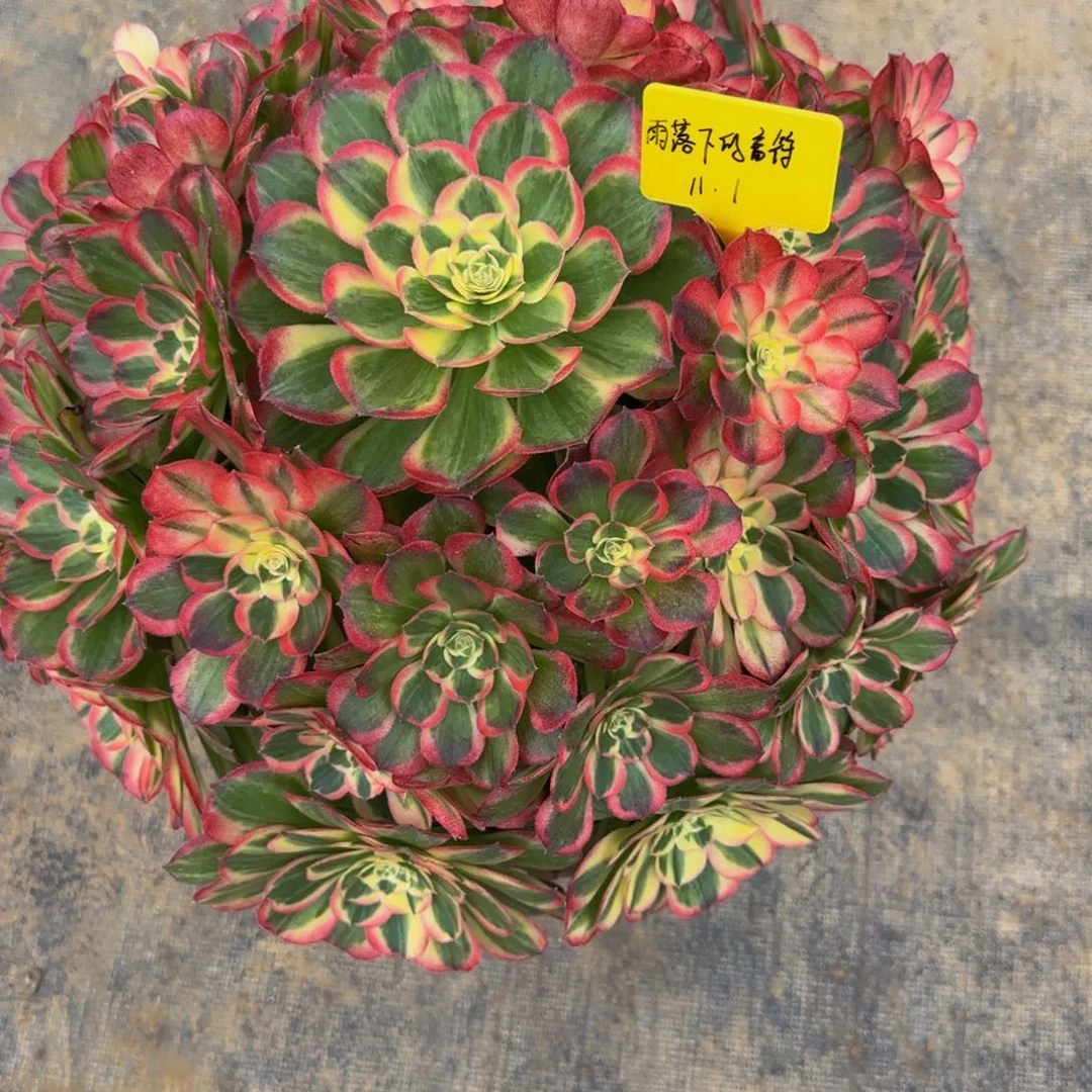 半糖法师锦8888888