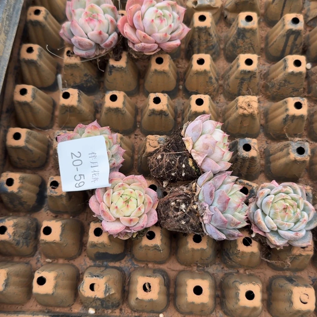 20-59美尼珍妮二十颗量拍侧门右五