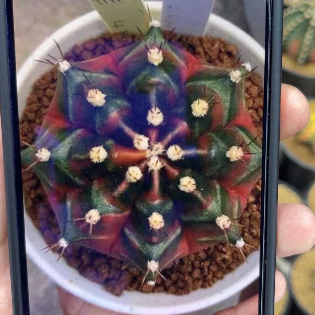 sos————5.5cm————