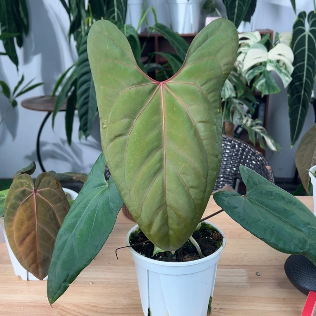 完全开放黑凤凰X希尼亚