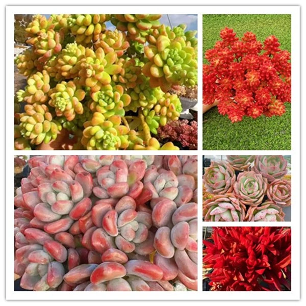 X红洛神+香格里拉组合 云南基地直发 多肉盆栽 带盆带土